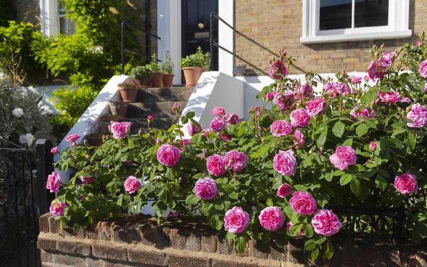 Gertrude Jekyll pink English rose bred by David Austin outside a house