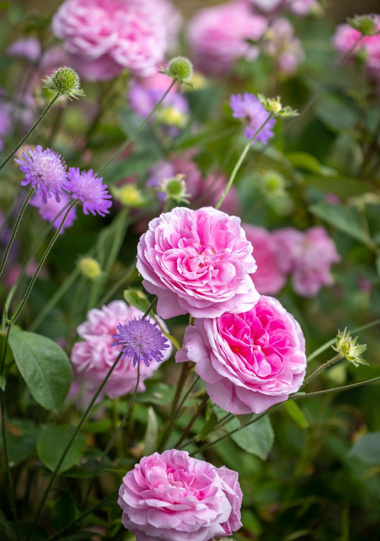 Gertrude Jekyll pink English rose bred by David Austin with companion plants