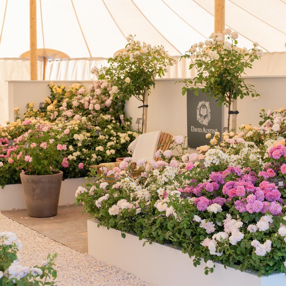 image of David Austin's display at Hampton court showing a range of English roses