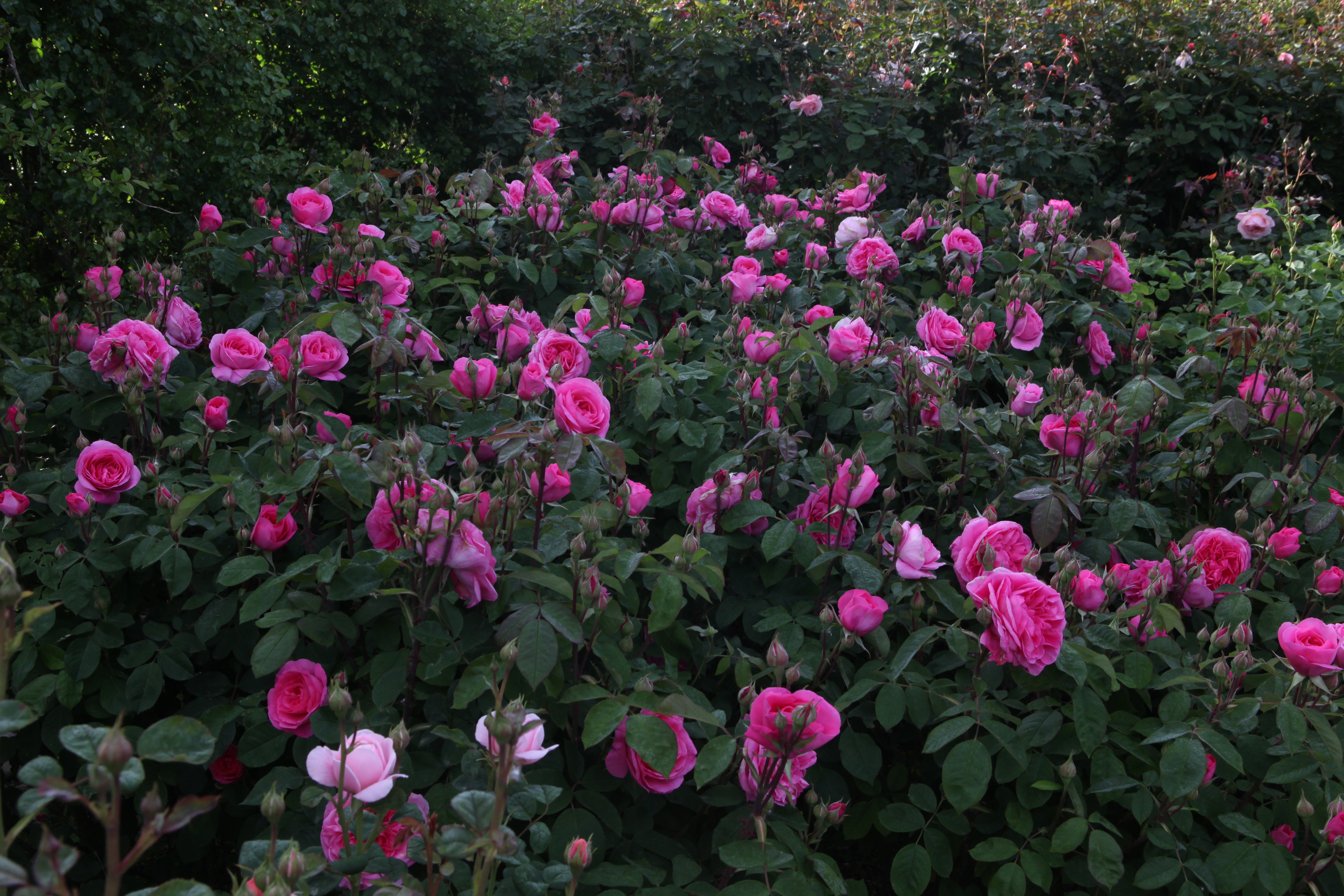 Gertrude Jekyll® (Ausbord) featured at Quando Fioriranno Le Rose ad Assisi