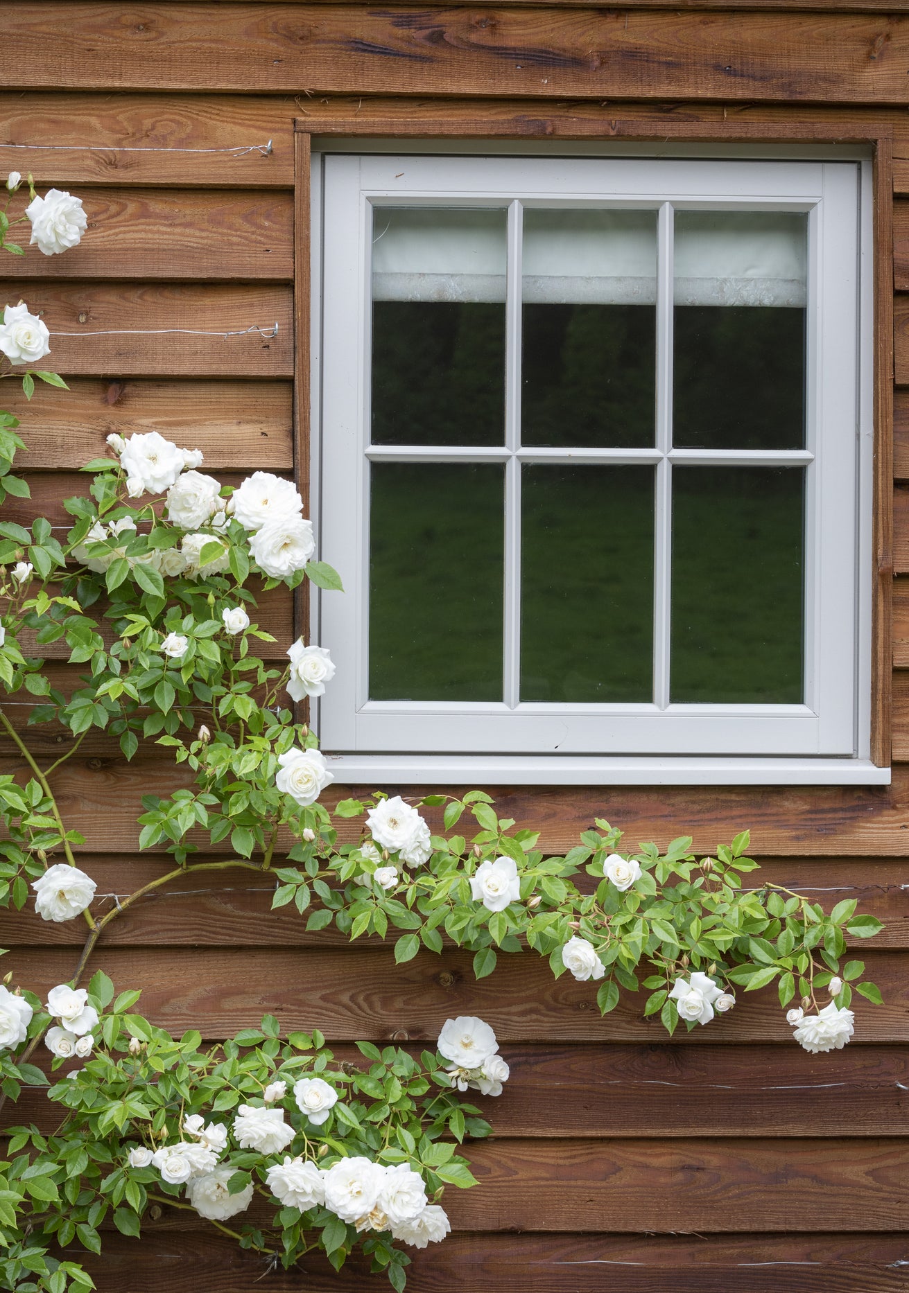 Iceberg_clg white rose growing up a wooden shed