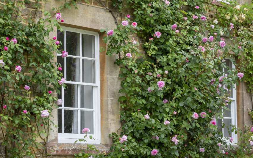 James Galway pink climbing rose bred by David Austin growing up at house
