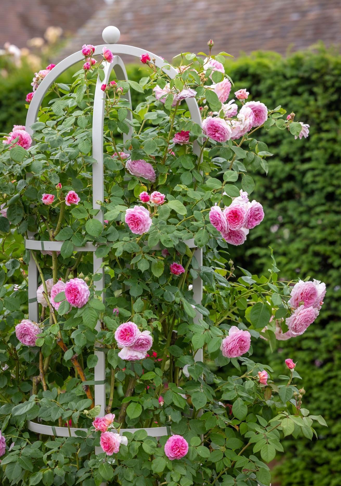 James Galway rose bred by David Austin