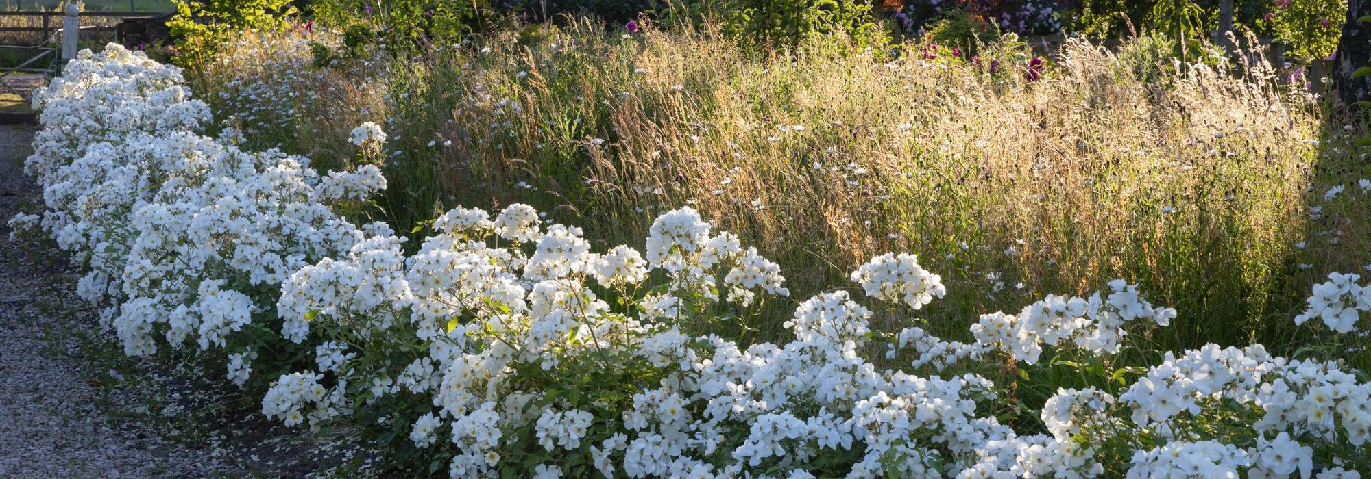 Kew Gardens white English shrub rose planted in a row in a garden setting