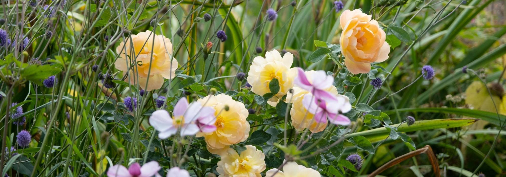 The Lark Ascending Apricot rose bred by David Austin with companion plants