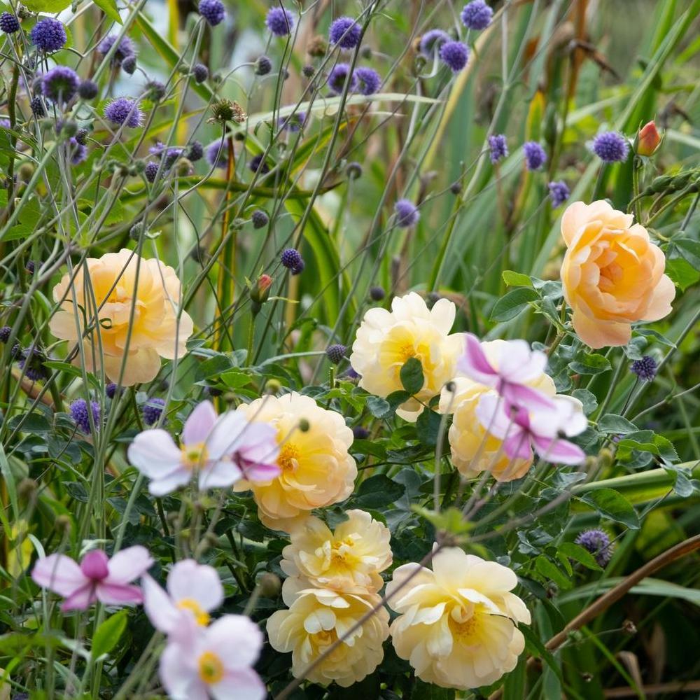 The Lark Ascending Apricot rose bred by David Austin with companion plants