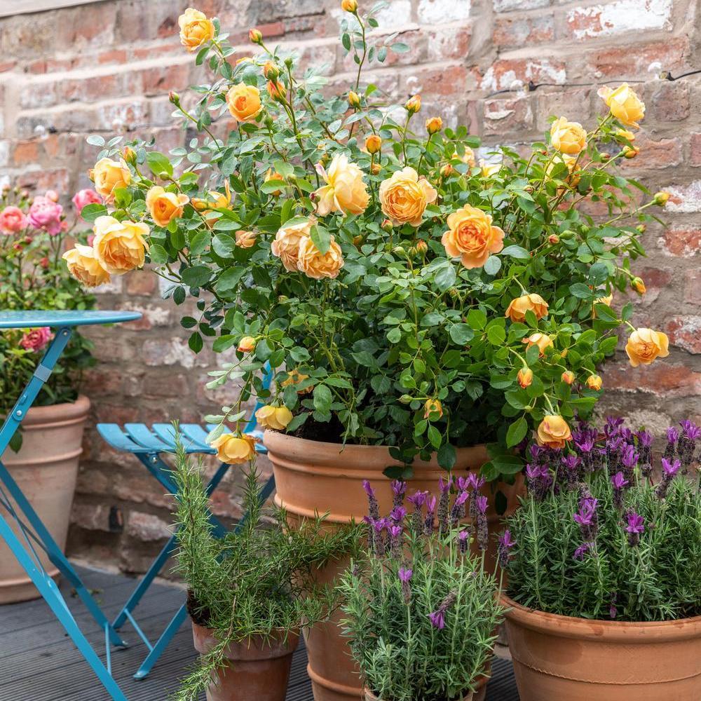 Lady of Shalott rose bred by David Austin in a pot