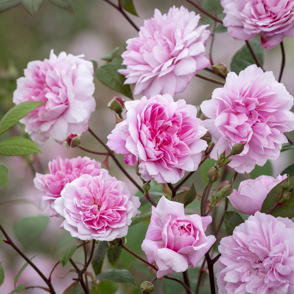 Mary Delany rose bred by David Austin