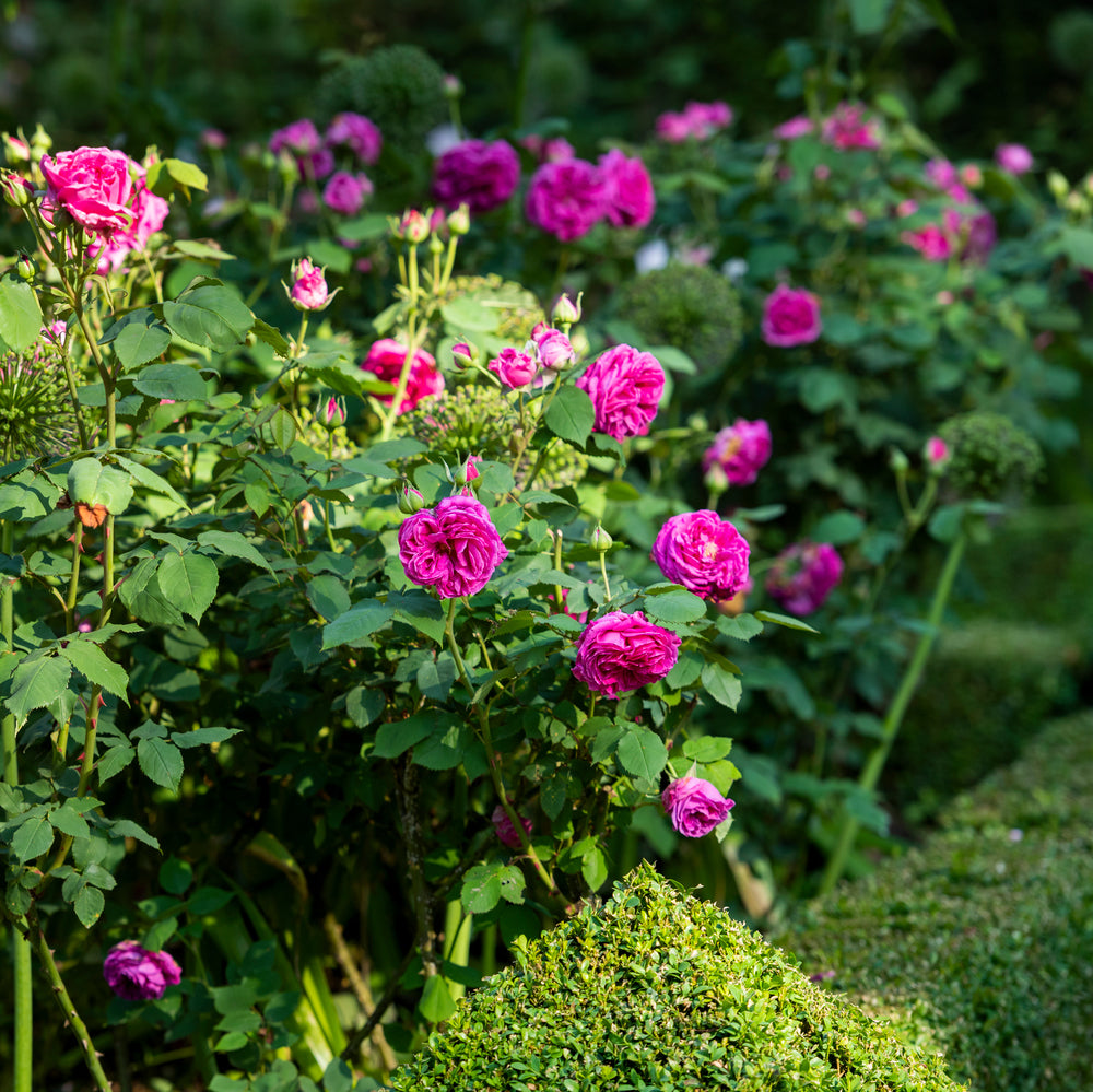 Mme._Isaac_Pereire_pink shrub rose
