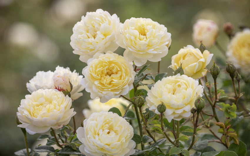 Nye Bevan, rose bred by David Austin.