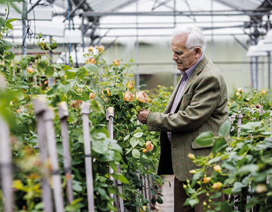 David C. H. Austin in the greenhouses at David Austin HQ