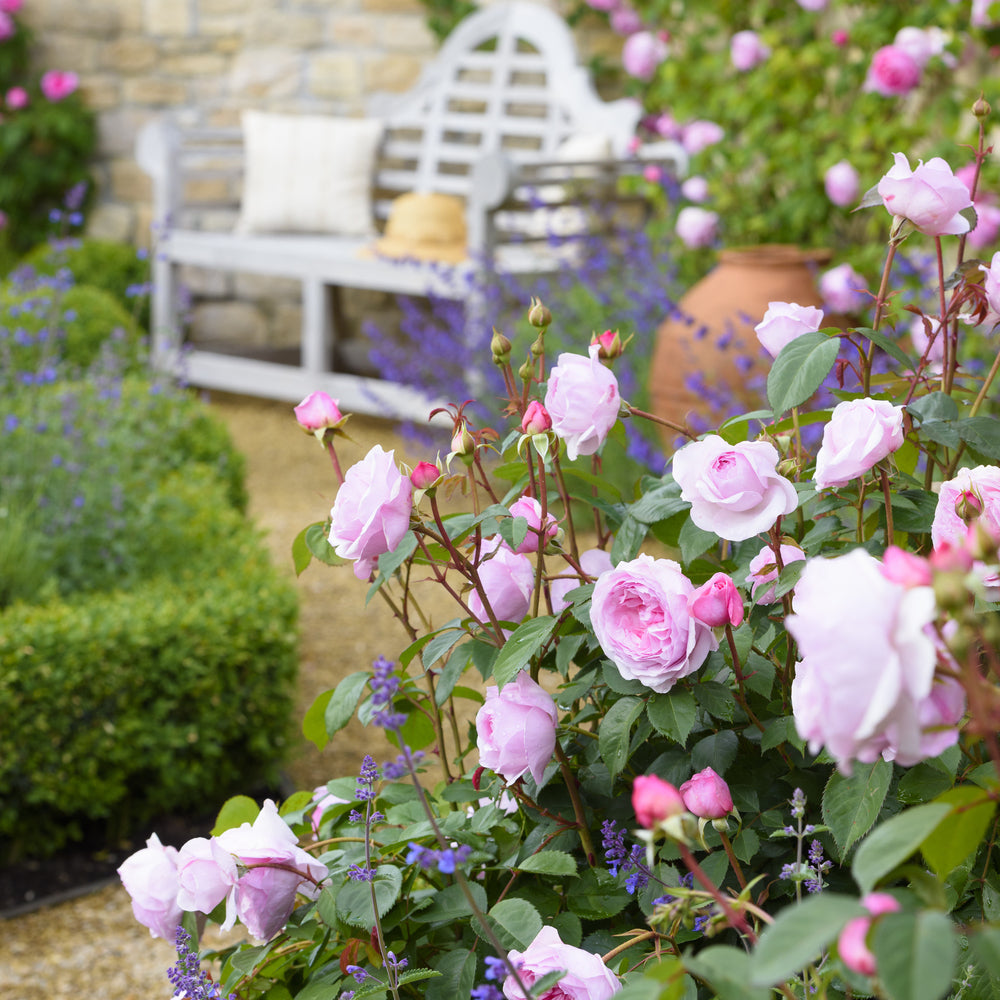 Olivia Rose Austin pink English rose bred by David Austin in a garden setting with a bench in the background