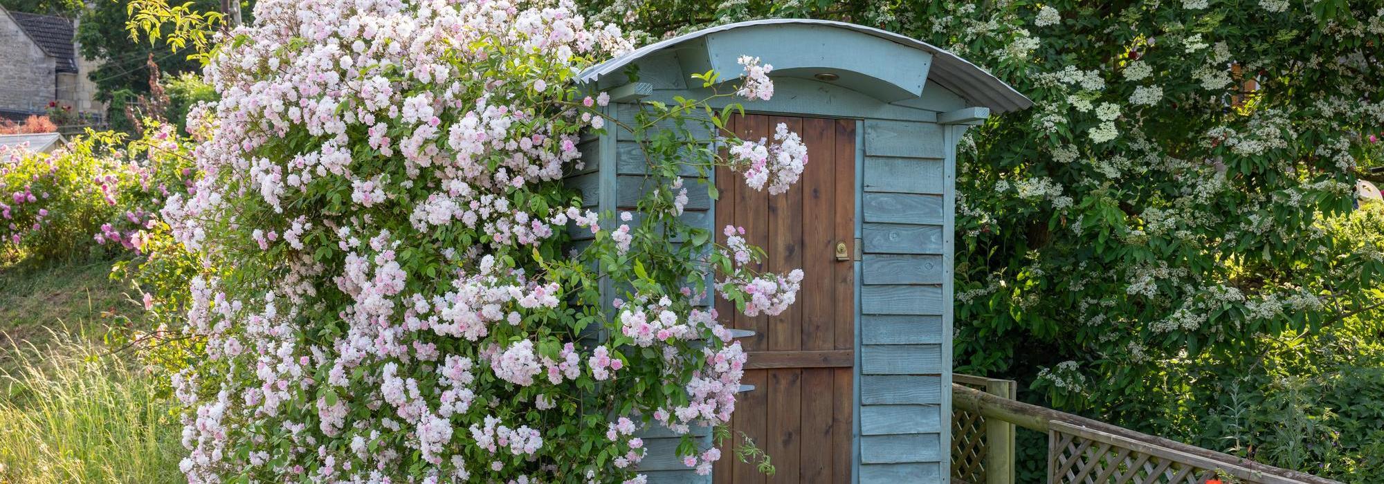 Paul_s_Himalayan_Musk growing up a shed