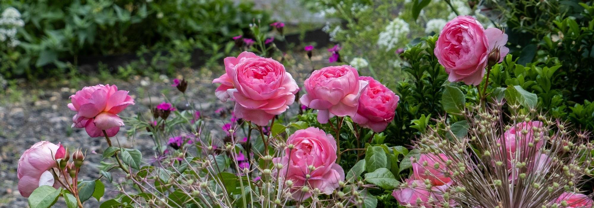 Penelope-lively pink rose bred by David Austin with companion plants