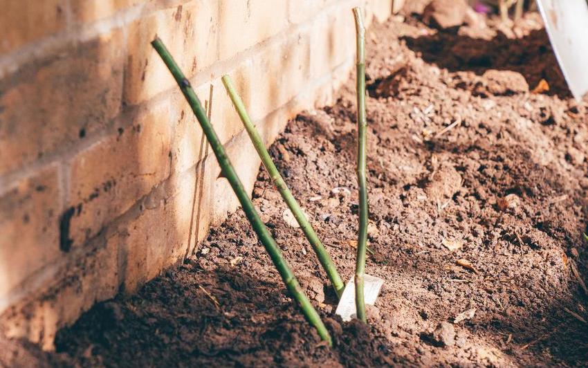 Bare root rose bred by David Austin in the ground against a wall