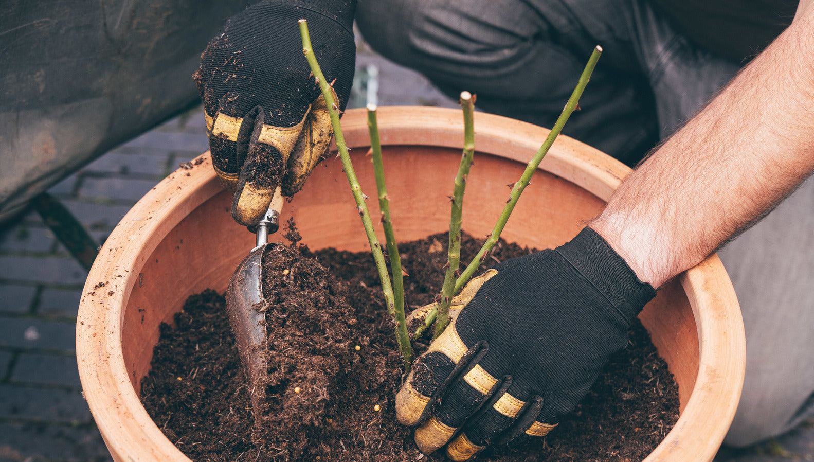 Man filling a pot with compost around a bare root rose bred by David Austin