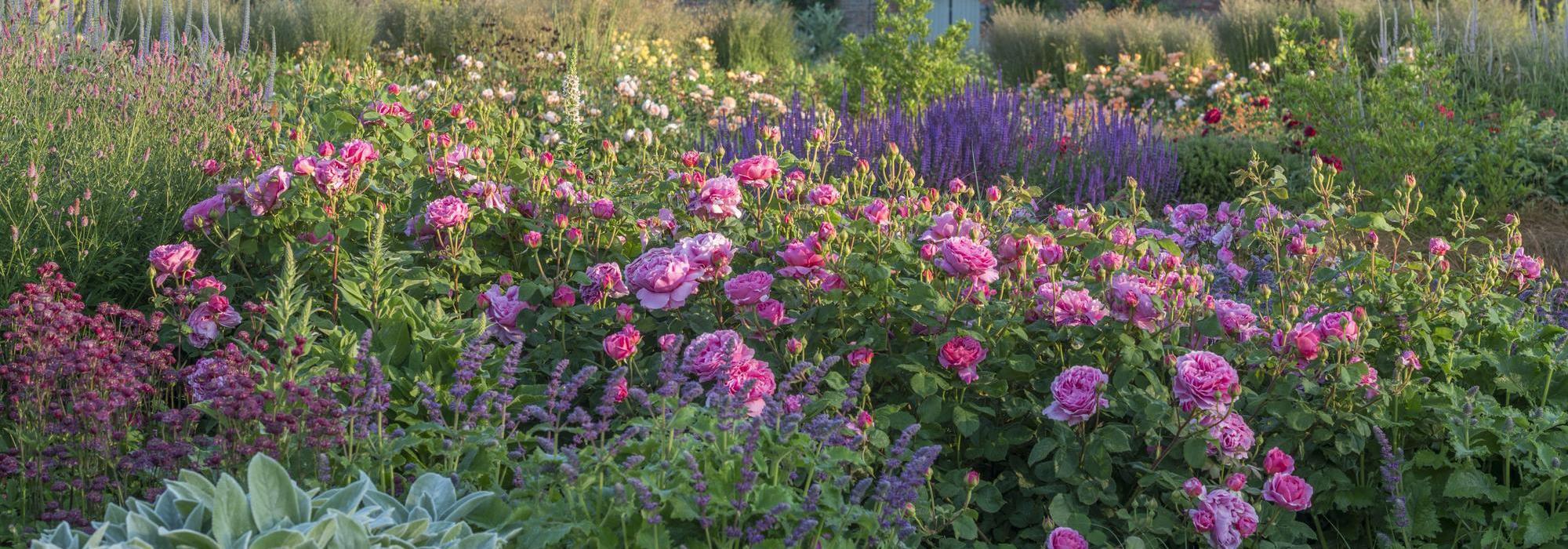 Princess_Alexandra_of_Kent pink English rose bred by David Austin in a garden