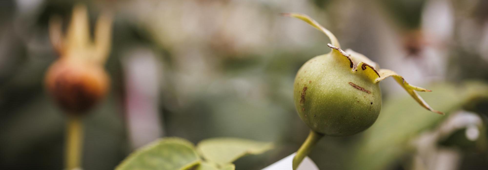 Image of rose hip in a greenhouse at David Austin roses