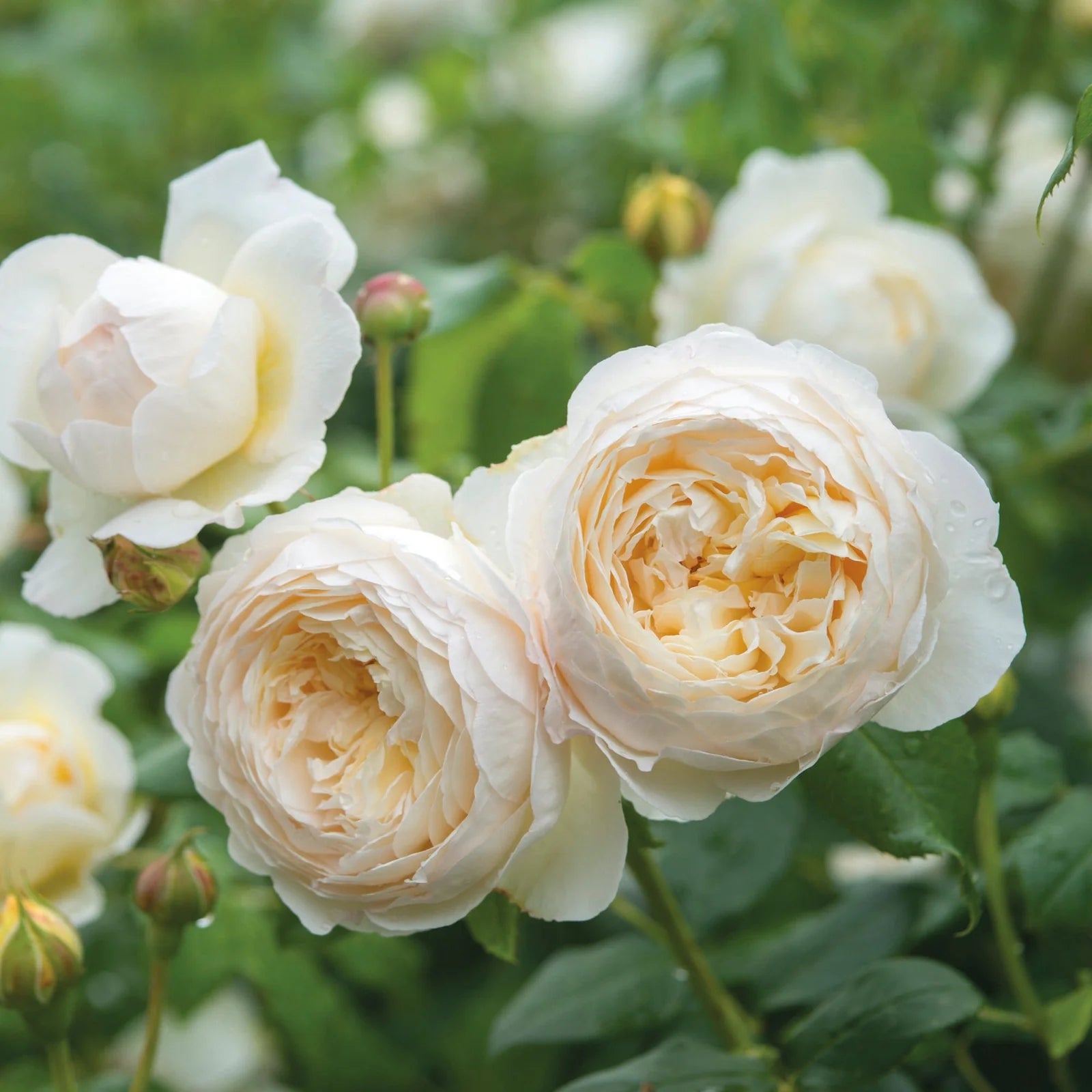 Claire Austin, white climbing rose bred by David Austin