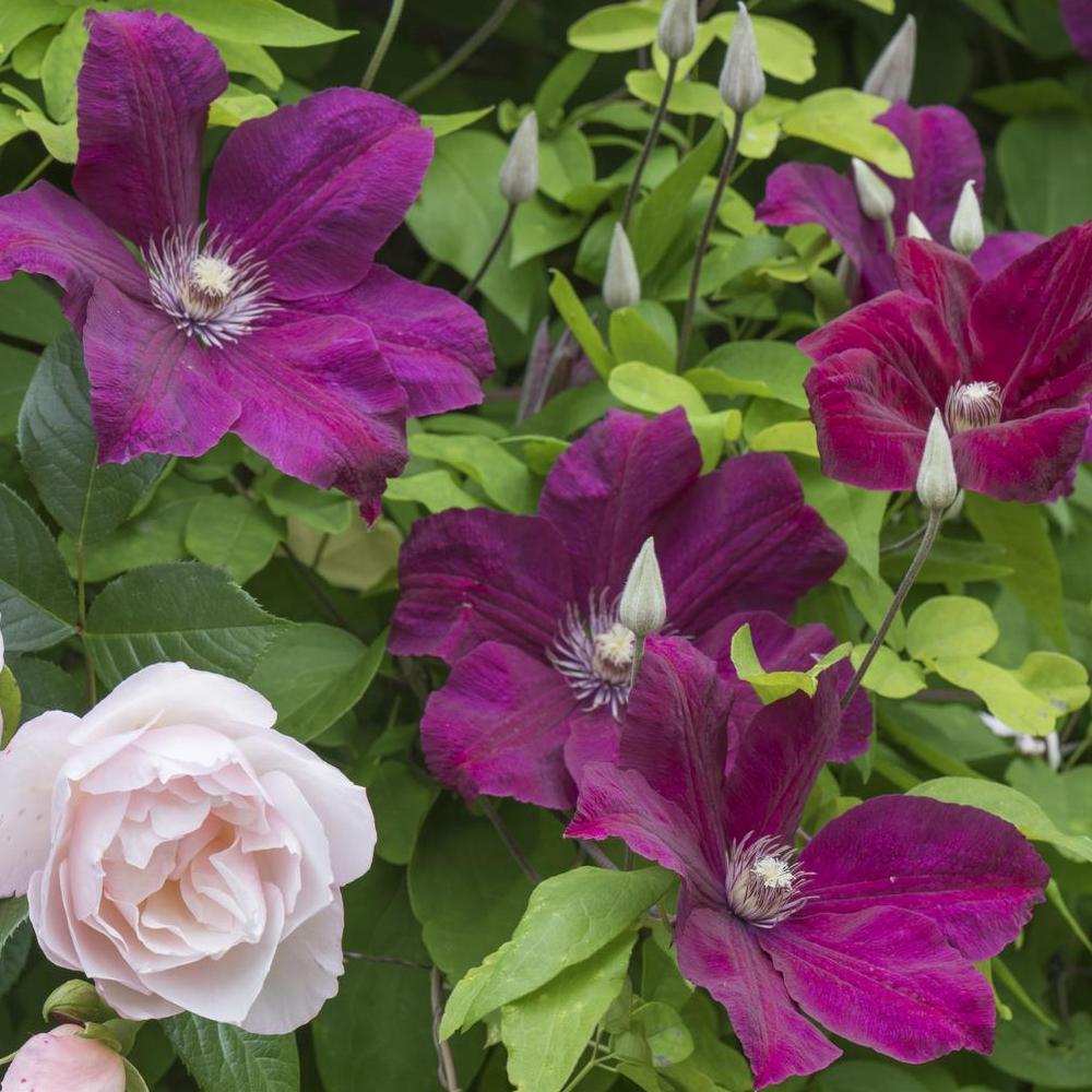 Rosa_The_Generous_Gardener_and_Clematis_Rouge_Cardinal_