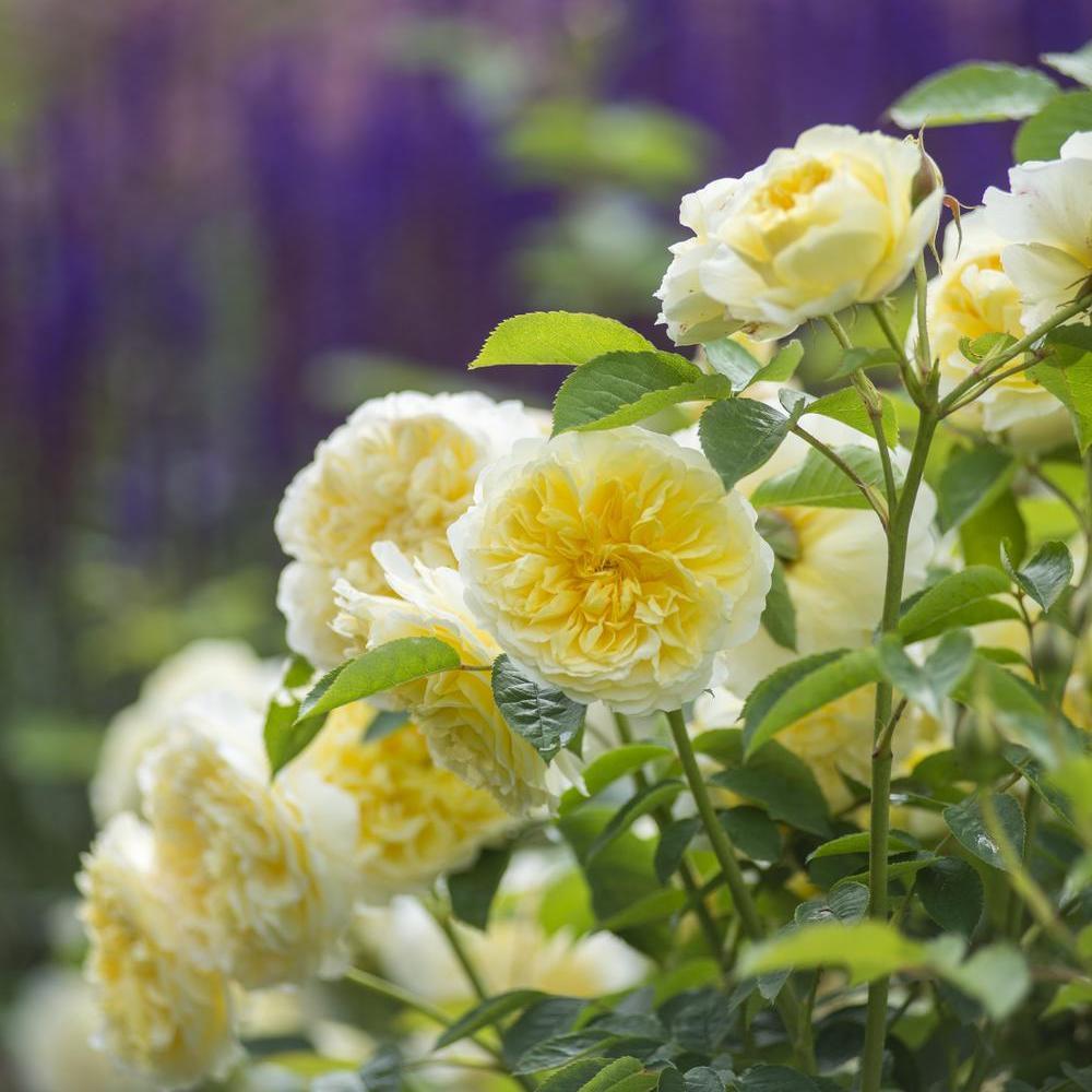 The_Pilgrim yellow English climbing rose bred by David Austin