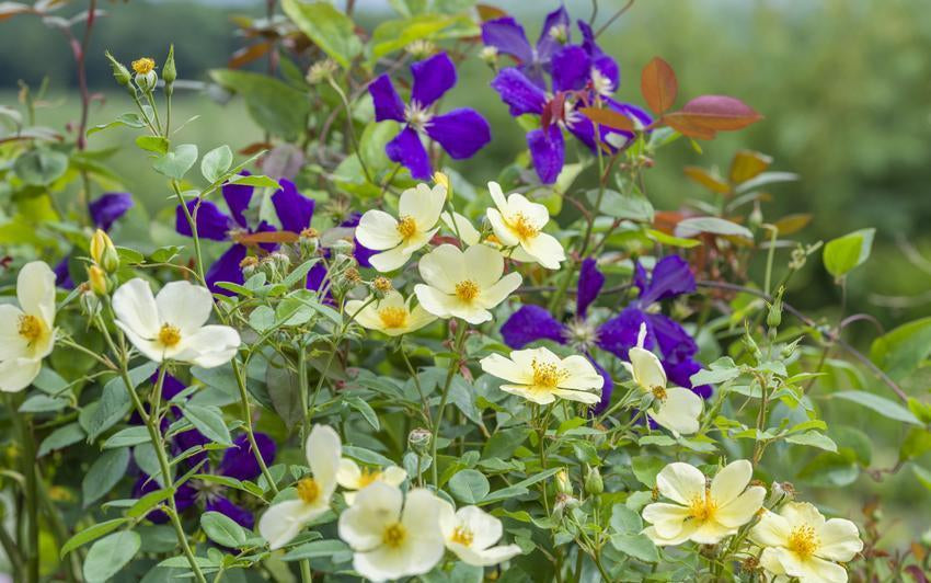 Rosa_Tottering-by-Gently_and_clematis