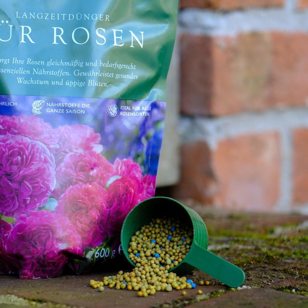 David Austin rose food