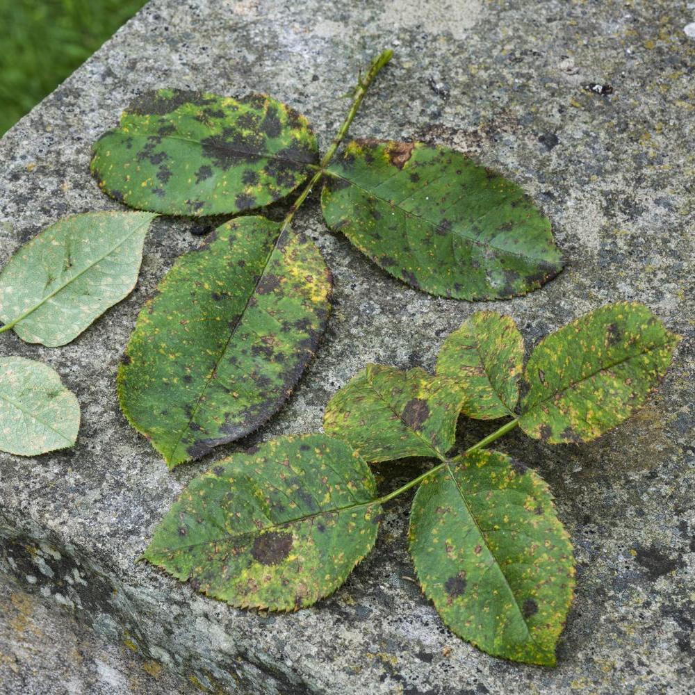 Blackspot on a rose leaf