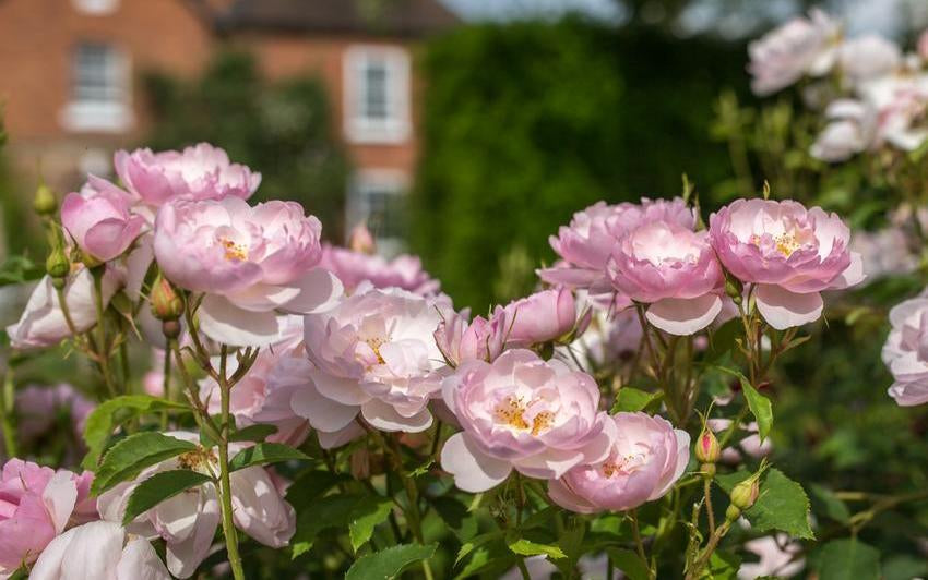 Scarborough Fair pink rose bred by David Austin in a garden setting