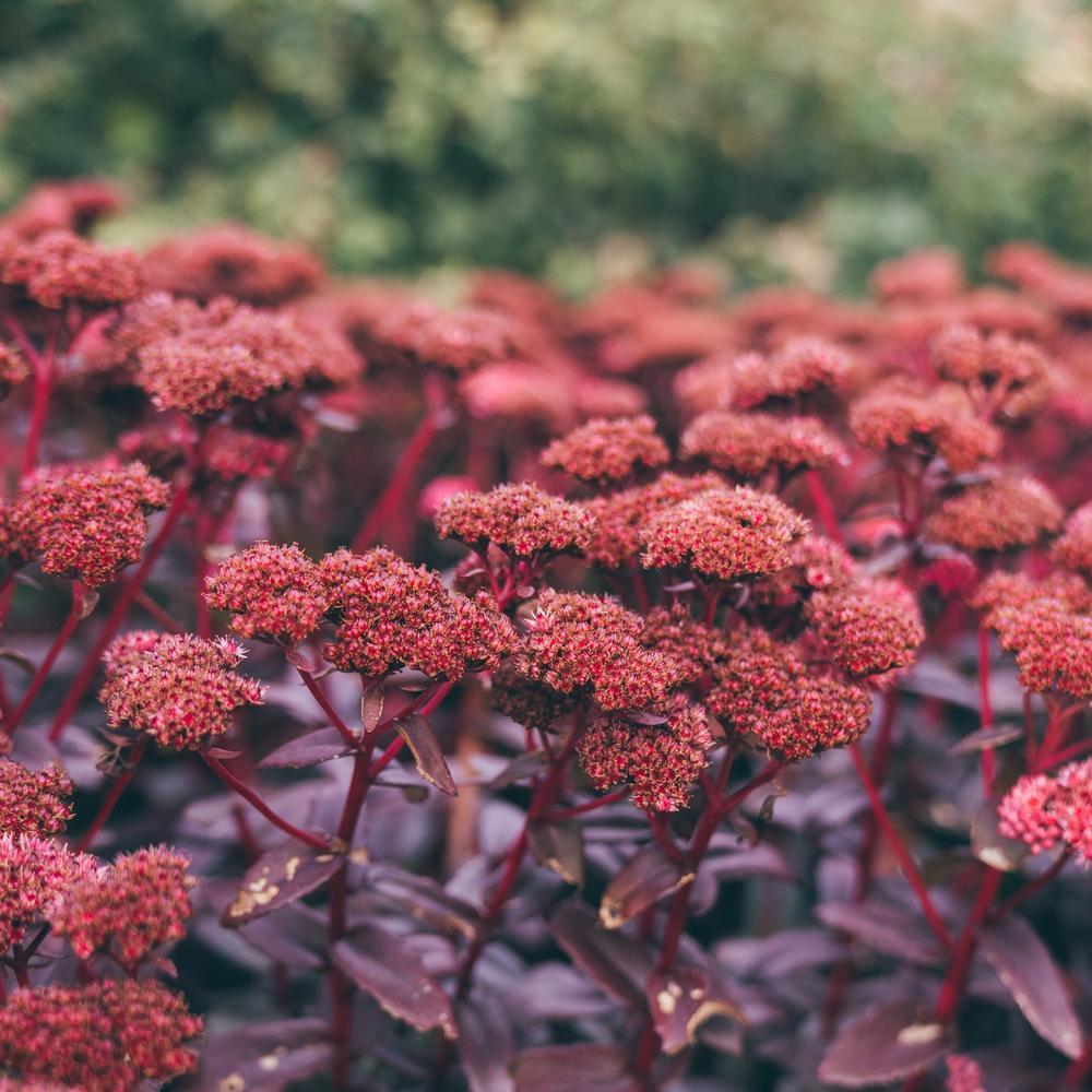 Sedum_telephium_Purple_Emperor companion plant