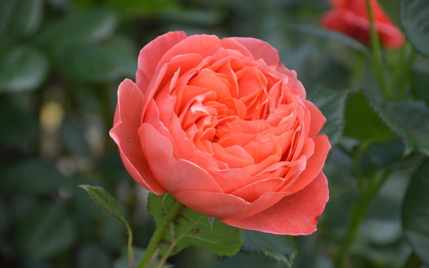 Summer Song English orange coral rose bred by David Austin bloom shot