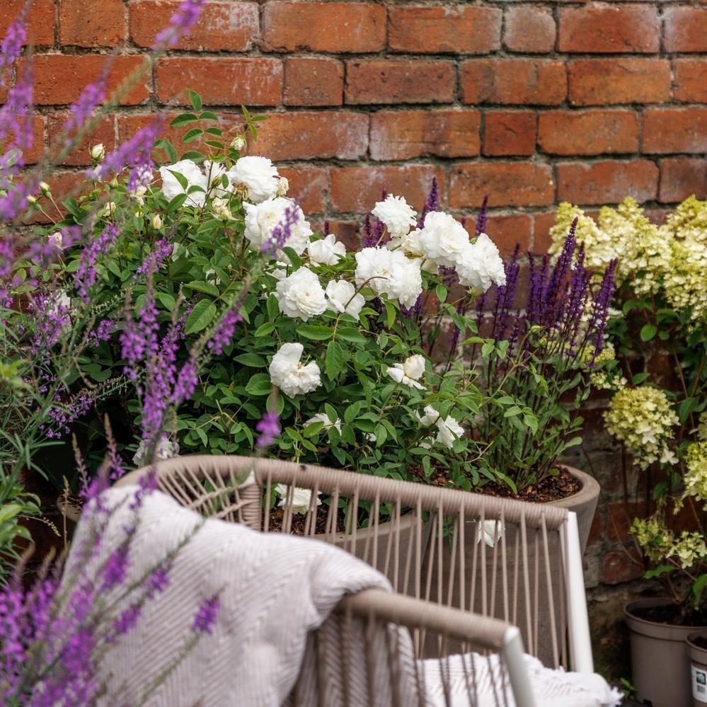 Susan Williams- Ellis rose bred by David Austin in a pot