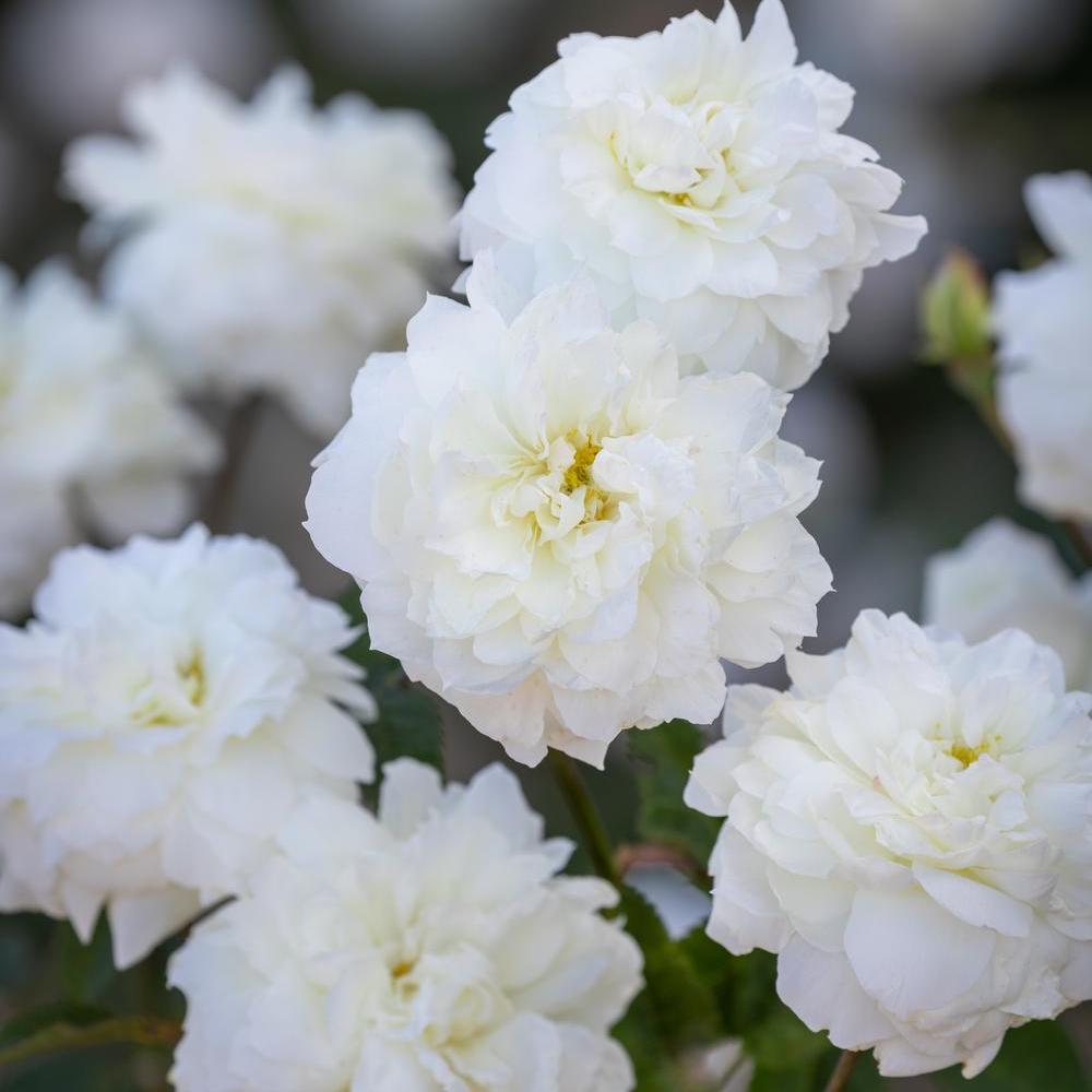 Susan Williams-Ellis rose bred by David Austin