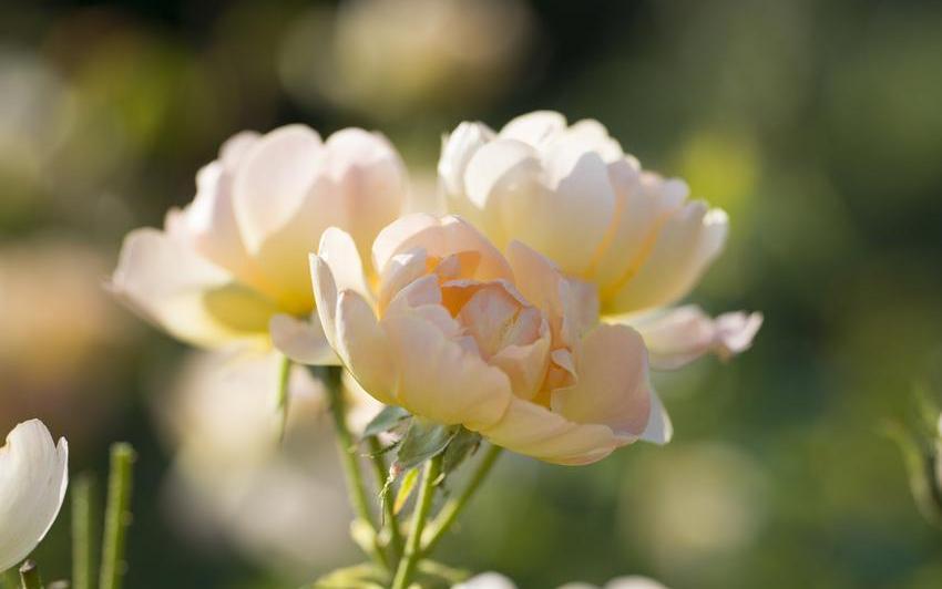 The Lark Ascending Apricot rose bred by David Austin bloom shot