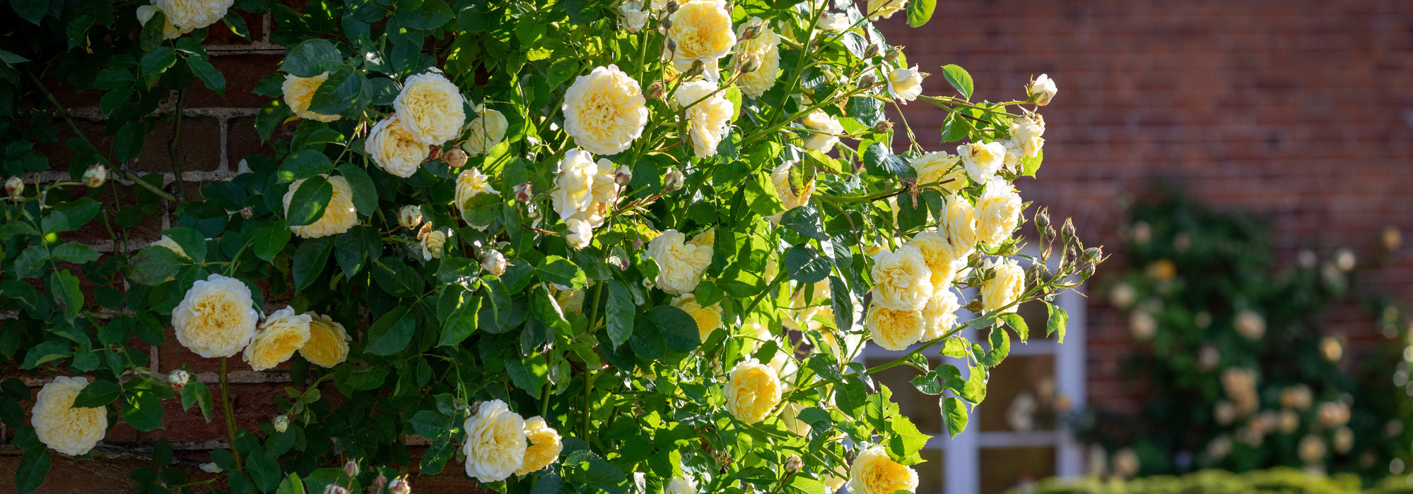 The_Pilgrim yellow rose bred by David Austin