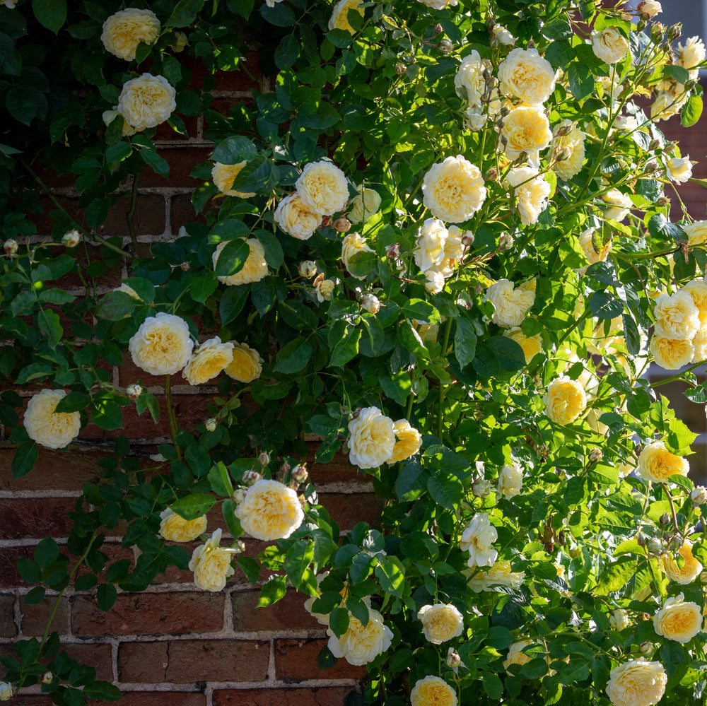 The_Pilgrim yellow rose bred by David Austin