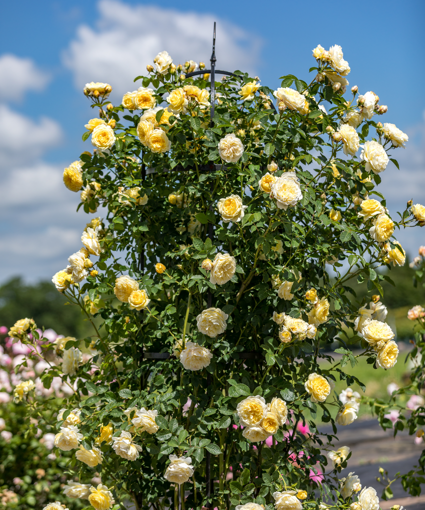 The_Pilgrim yellow rose bred by David Austin growing up a obelisk