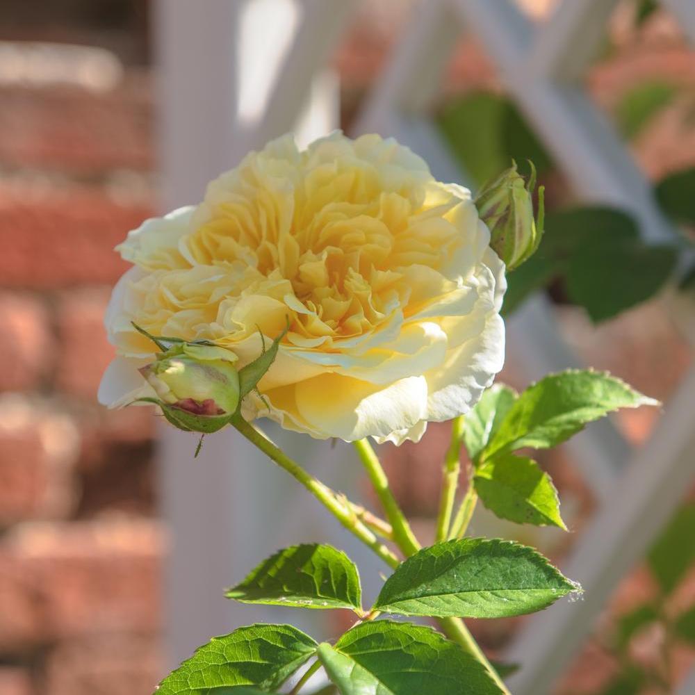 The_Pilgrim yellow English climbing rose bred by David Austin