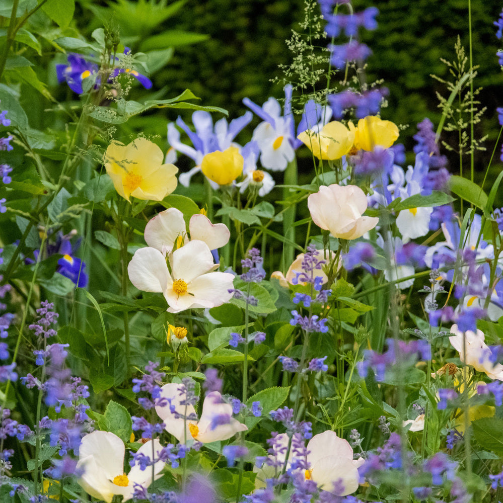 Tottering_by_Gently yellow rose bred by David Austin