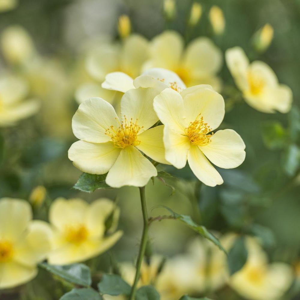 Tottering_by_Gently yellow rose bred by David Austin