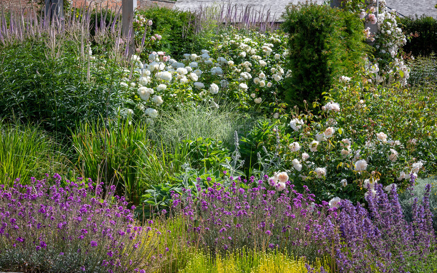 Rosa Tranquillity with companion plant Erysimum ‘Bowles’s Mauve’
