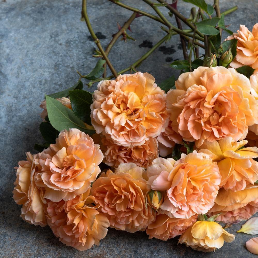 Dame Judi Dench, apricot rose bred by David Austin displayed as a cut flower