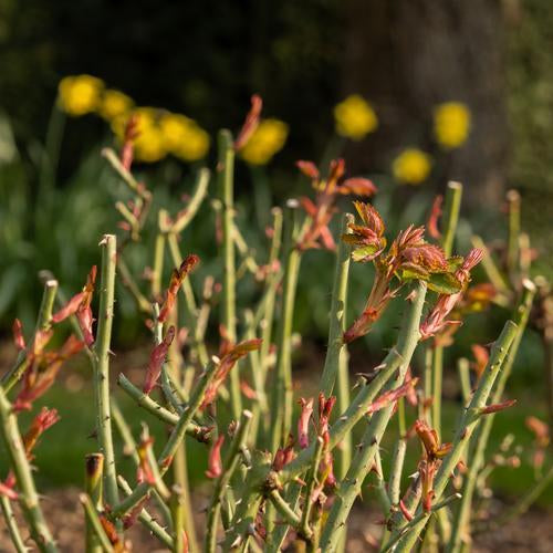 English roses pruned back with some growth