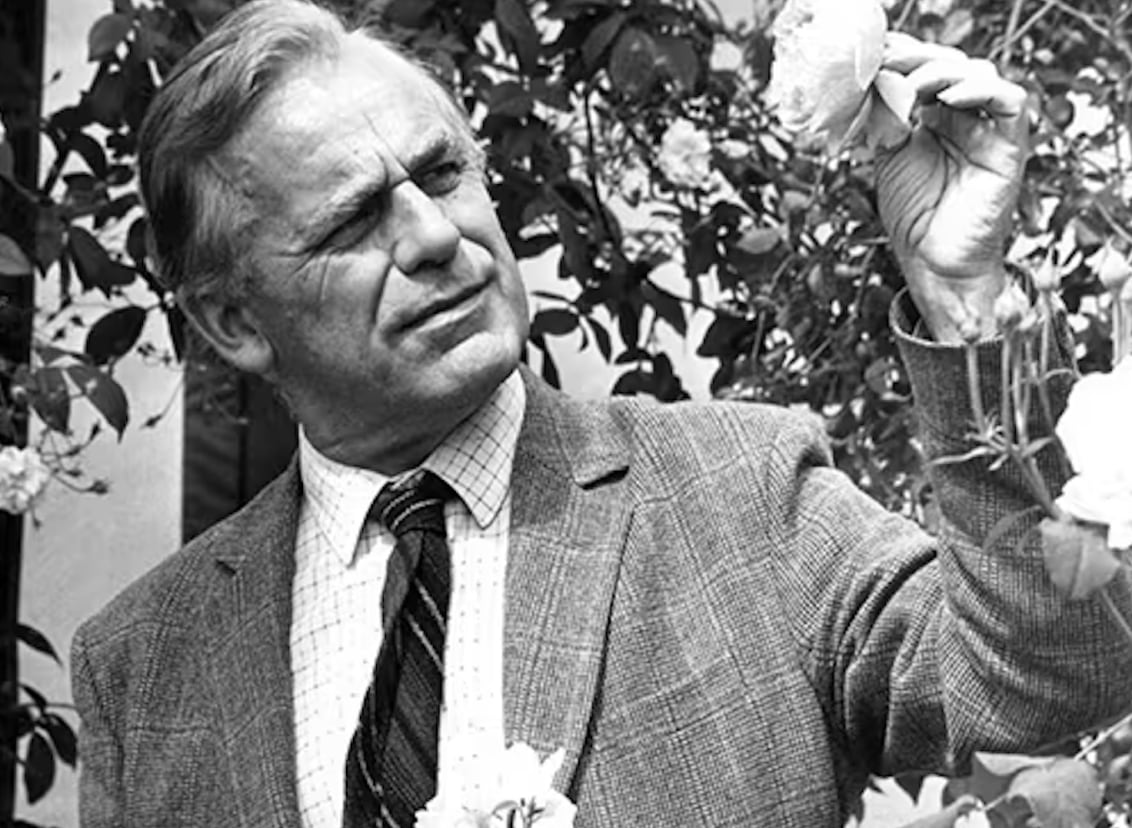 David C. H. Austin looking at a rose