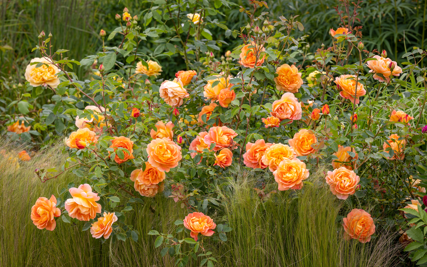 Lady of Shalott - warm orange English shrub rose