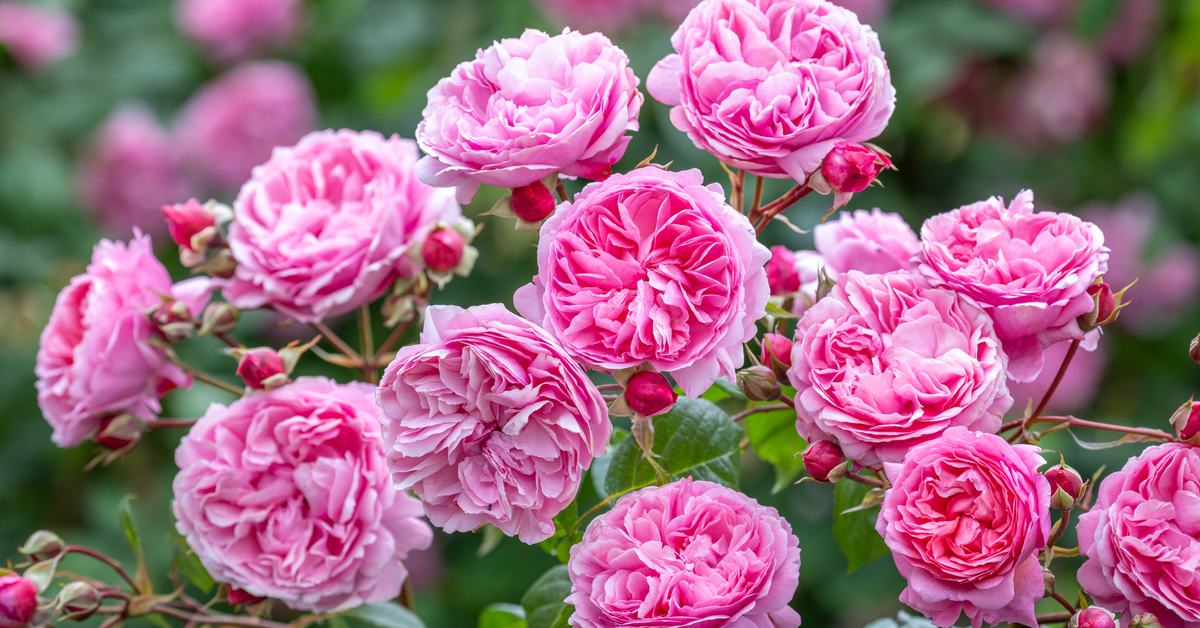 Penelope Lively - mid-pink English shrub rose