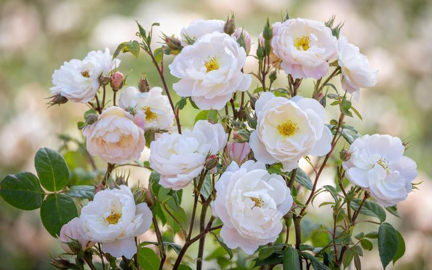 Erster Blick: Sir David Beckham, eine Rose, in deren Herzen die Familie steht
