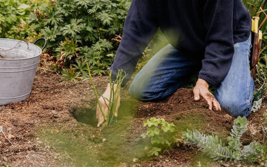 Der Zauber des Herbstes im Rosengarten