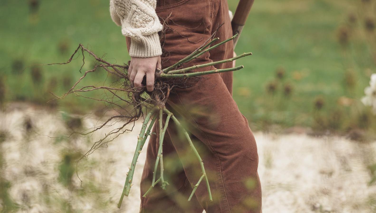 Der Zauber des Beginns: Warum der Herbst der Anfang des Gartenjahres ist