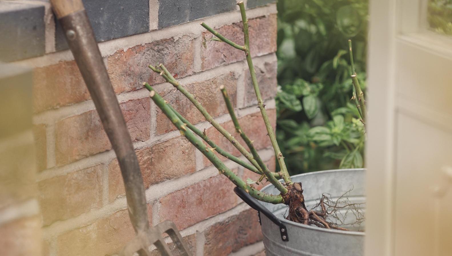 Bare root rose bred by David Austin in a bucket of water in a greenhouse